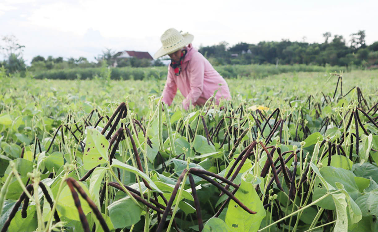 Thừa Thiên Huế: Đậu xanh được mùa, giá tốt